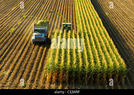 A self-propelled forage harvester chops corn silage for animal feed and blows it into a truck / near Park City, Montana, USA. Stock Photo