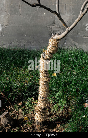 rope binding bind protect protection tree sapling trunk prevent bark strip stripping Stock Photo