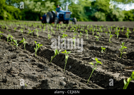 Newly transplanted pepper plant seedlings at a local family produce farm with the tractor and transplanter in the background. Stock Photo