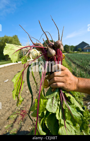 A farmer's hand holds an assortment of beets and green onions in the field at a local family produce farm / Rhode Island, USA. Stock Photo