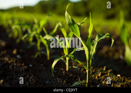 Agriculture - Early growth sweet corn plants in the field at a local family produce farm / Little Compton, Rhode Island, USA. Stock Photo