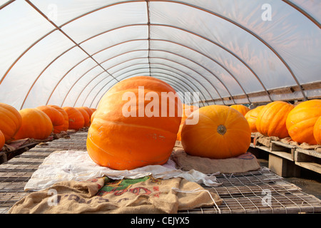 Harvested giant pumpkins being stored in a greenhouse prior to being offered for sale at a local family produce farm. Stock Photo