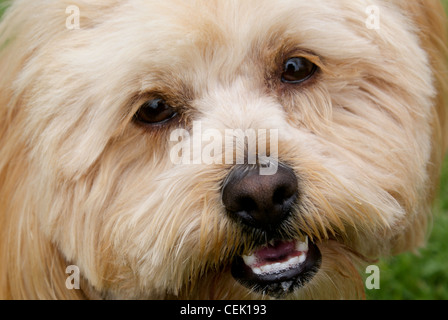 Close-up of a cute little Lhasa Apso Stock Photo