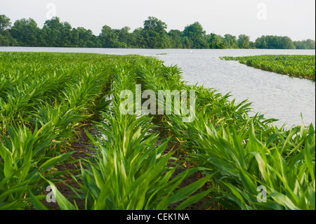 Flooded corn field along the Yazoo River during the Mississippi River flood of May, 2011 / near Redwood, Mississippi, USA. Stock Photo