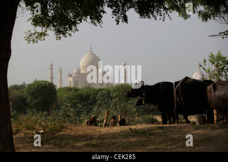 Indian family making mud bricks near cows, Taj Mahal in the background. Agra, India Stock Photo