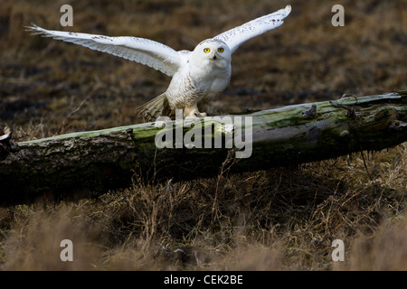 January 2012, About 28 snowy owls near the foot of 72nd Street on Boundary Bay, Delta, BC, Canada Stock Photo