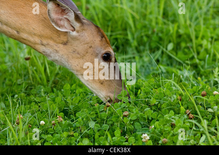 White-tailed doe eating clover Stock Photo