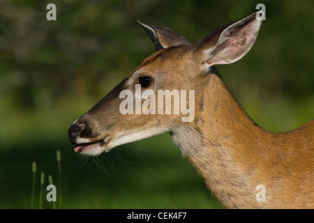 White-tailed doe Stock Photo