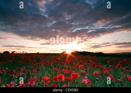 Sunset over a field of poppies on Stockton Down, near Wylye in Wiltshire.