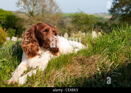 A Springer Spaniel laying down on a grass bank in the sun. Stock Photo