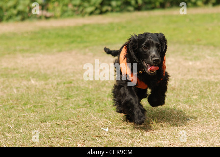 Bounding energy - an English Cocker Spaniel puppy enjoying the fresh air and her freedom Stock Photo