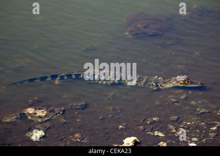 A small alligator half submerged in the murky water of the Everglades, Florida. Stock Photo