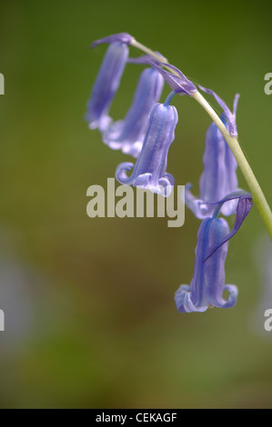 Close-up image of a single bluebell stem. Stock Photo