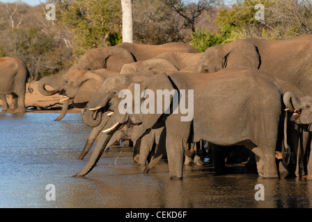 Elephants drinking during a aftternoon in the summer Stock Photo