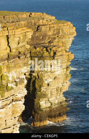 The cliffs at Noup Head on Westray island, home to one of the largest ...