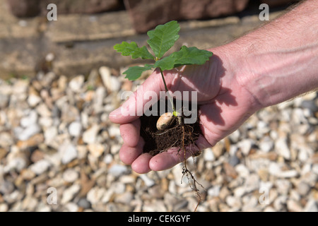 oak sapling acorn drawing