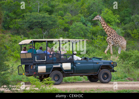 People in safari vehicle viewing giraffe, Hluhluwe Game Reserve, South Africa Stock Photo