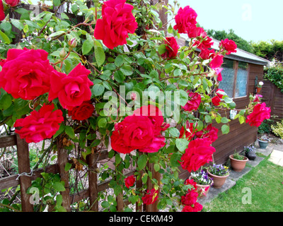 Climbing red roses growing on a trellis in a garden Stock Photo