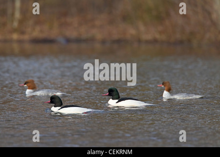 Common Merganser / Goosander (Mergus merganser) flock swimming in river, Germany Stock Photo