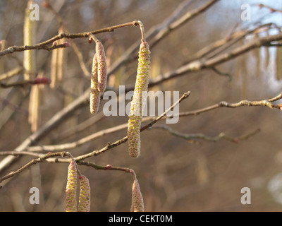 Male catkins on Common Hazel / Corylus avellana / Männliche Kätzchen der Haselnuss Stock Photo