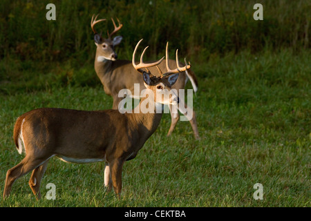 White-tailed bucks in autumn Stock Photo
