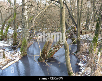 frosted lake in highmoor, hill moor, continental raised bag / Arracher Hochmoor / Bavarian Forest, Bavaria, Germany in winter Stock Photo
