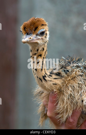 Ostrich Chicken on a Hand at a Ostrich farm in Germany. Stock Photo