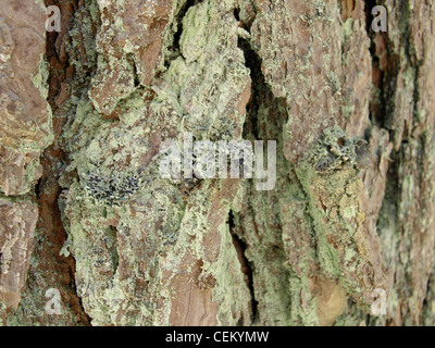 Net-marked parmelia, shield lichen on a bark of a pine / Schüsselflechten, Sulcatflechten an der Rinde einer Kiefer Stock Photo