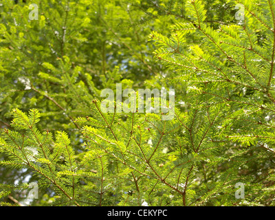 branches from the European silver fir / Abies alba / Äste einer Weiß-Tanne Stock Photo