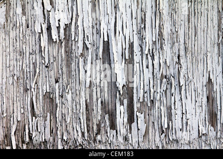 Texture of peeling paint on grungy old wood wall crates unique background pattern. Stock Photo