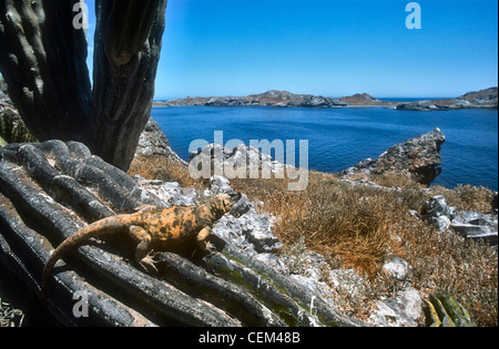 Giant chuckwalla, Sauromalus varius, Baja California, Mexico Stock Photo