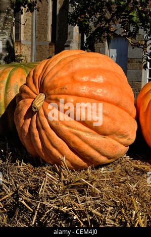 A giant pumpkin (Cucurbita maxima). Stock Photo