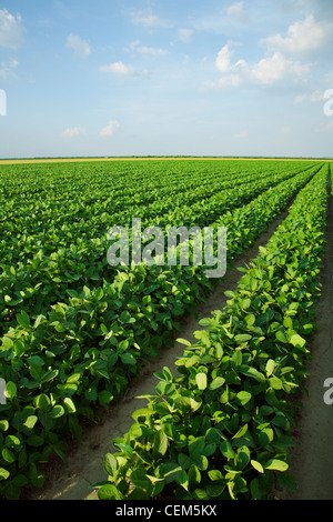 Agriculture - Large field of healthy mid growth soybeans at the mid stage of pod setting / near England, Arkansas, USA. Stock Photo