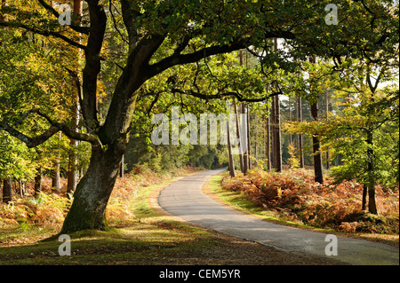 The winding road through Bolderwood Ornamental Drive in the New Forest on a crisp autumn morning. New Forest, Hampshire, UK. Stock Photo