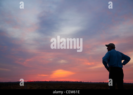 Agriculture - A farmer (grower) looks out across his field at sunrise / Eastern Arkansas, USA. Stock Photo