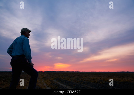 Agriculture - A farmer (grower) looks out across his field at sunrise / Eastern Arkansas, USA. Stock Photo