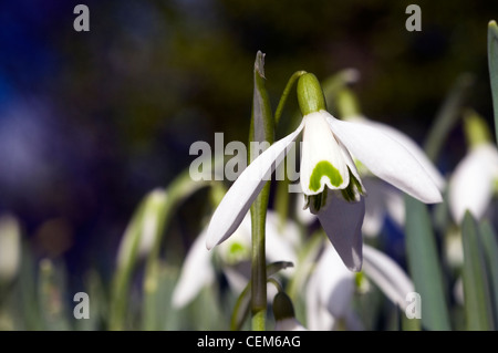 background, blossom, bud, bulb, burgeon, closeup, day, detail, dew, drop, eighth, flower, freshness, garden, grass, green, gro Stock Photo