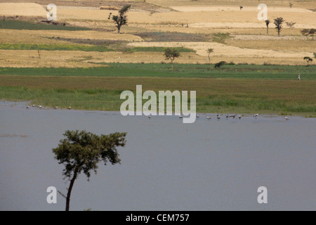 Landscape from across Lake Beseka. Ethiopia. Up from water' edge, cereals up hillside. Wintering Cranes (Grus grus) in shallows. Stock Photo