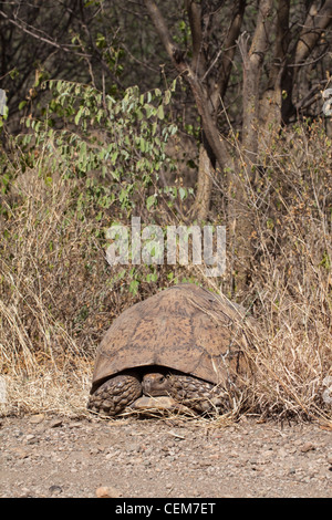 Leopard Tortoise Stigmochelys (Geochelone) pardalis pardalis. Ethiopia ...