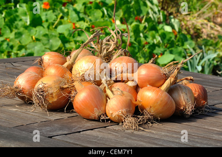 Onions 'Mulhouse' (Allium cepa) on the garden table. Stock Photo
