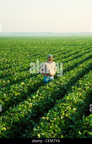 A farmer (grower) looks out over his field and examines his mid growth soybean crop at the mid-to-late pod set stage / USA. Stock Photo