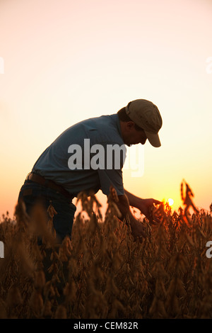 Agriculture - A farmer (grower) inspects his mature harvest ready crop of soybeans at dawn / Arkansas, USA. Stock Photo