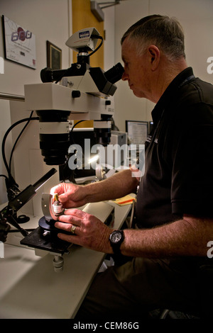 A forensics investigator mounts a cartridge case from a crime scene on a comparison microscope. MODEL RELEASE Stock Photo