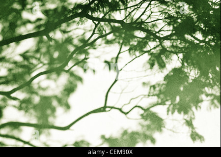 Green Toned tree branch shadows on a textured wall in India Stock Photo