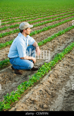 A farmer (grower) squatting down and looking out across his field inspecting his early growth crop of soybeans /  Arkansas, USA. Stock Photo