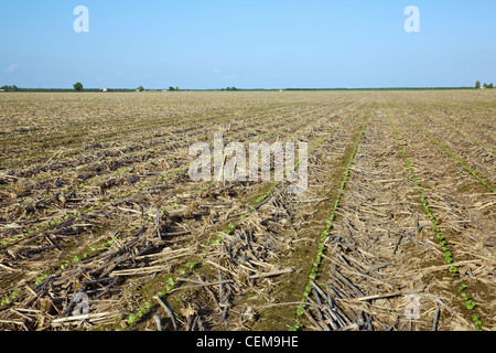 Field of cotton seedlings at the first true leaf stage, planted no-till in residue of the previous year’s corn crop / Arkansas. Stock Photo