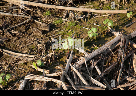 Cotton seedlings at the first true leaf stage, planted no-till in residue of the previous year’s corn crop / Arkansas, USA. Stock Photo