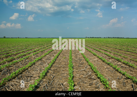 Field of cotton seedlings at the 3-4 true leaf stage, planted no-till in residue of the previous year’s corn crop / Arkansas. Stock Photo