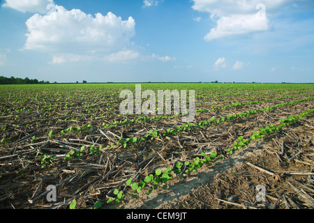 Field of cotton seedlings at the 3-4 true leaf stage, planted no-till in residue of the previous year’s corn crop / Arkansas. Stock Photo