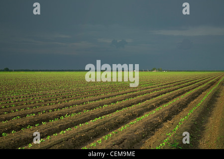 Field of cotton seedlings at the 3rd true leaf stage, planted on bedded ground in a conventional tillage system / Arkansas, USA. Stock Photo